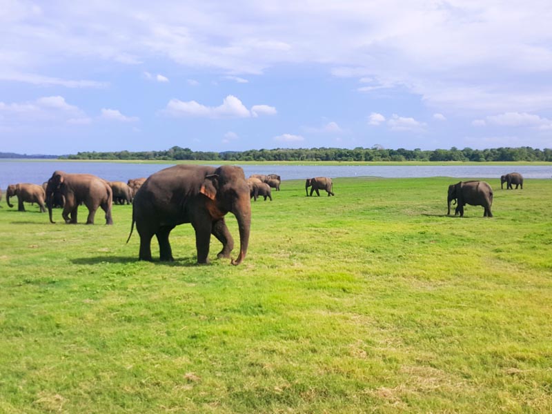 Minneriya National Park